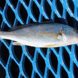 オリジナルメーカー海づり公園(市原市海づり施設) 釣果