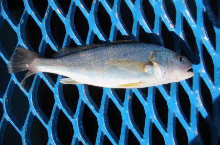 オリジナルメーカー海づり公園(市原市海づり施設) 釣果