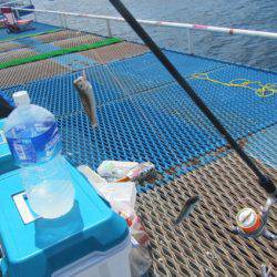 オリジナルメーカー海づり公園(市原市海づり施設) 釣果