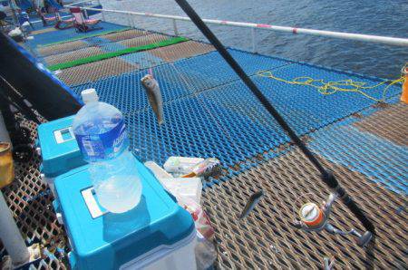 オリジナルメーカー海づり公園(市原市海づり施設) 釣果