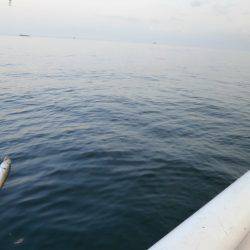 大阪南港海つり公園 釣果