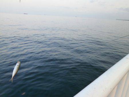 大阪南港海つり公園 釣果