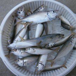 大阪南港海つり公園 釣果