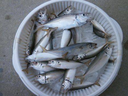 大阪南港海つり公園 釣果