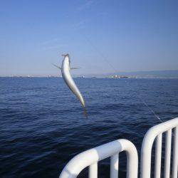 大阪南港海つり公園 釣果