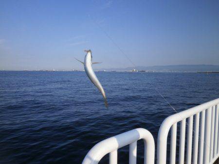 大阪南港海つり公園 釣果