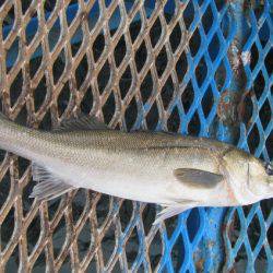 オリジナルメーカー海づり公園(市原市海づり施設) 釣果