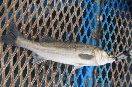 オリジナルメーカー海づり公園(市原市海づり…