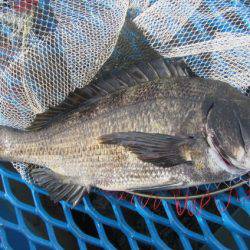 オリジナルメーカー海づり公園(市原市海づり施設) 釣果