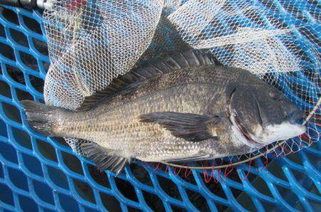 オリジナルメーカー海づり公園(市原市海づり施設) 釣果