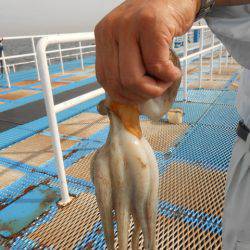 オリジナルメーカー海づり公園(市原市海づり施設) 釣果