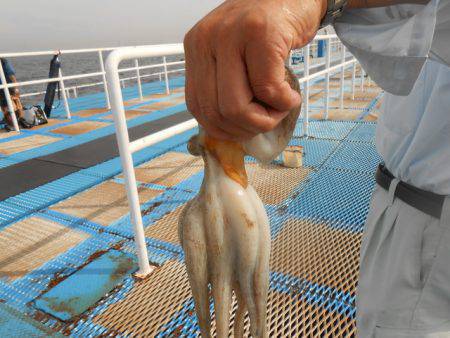 オリジナルメーカー海づり公園(市原市海づり施設) 釣果
