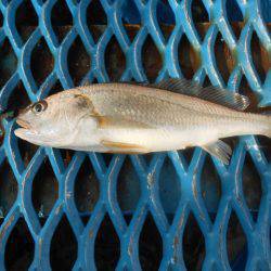 オリジナルメーカー海づり公園(市原市海づり施設) 釣果