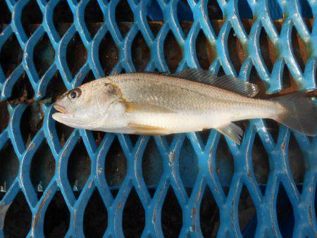 オリジナルメーカー海づり公園(市原市海づり施設) 釣果