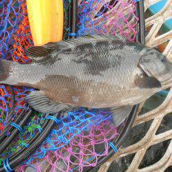 オリジナルメーカー海づり公園(市原市海づり施設) 釣果