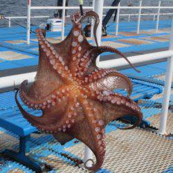 オリジナルメーカー海づり公園(市原市海づり施設) 釣果