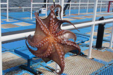 オリジナルメーカー海づり公園(市原市海づり…