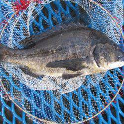 オリジナルメーカー海づり公園(市原市海づり施設) 釣果