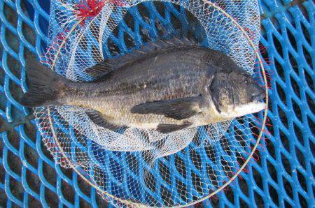 オリジナルメーカー海づり公園(市原市海づり…