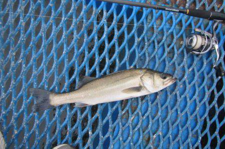 オリジナルメーカー海づり公園(市原市海づり施設) 釣果