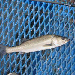 オリジナルメーカー海づり公園(市原市海づり施設) 釣果