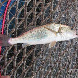 オリジナルメーカー海づり公園(市原市海づり施設) 釣果