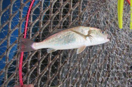 オリジナルメーカー海づり公園(市原市海づり施設) 釣果