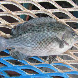 オリジナルメーカー海づり公園(市原市海づり施設) 釣果