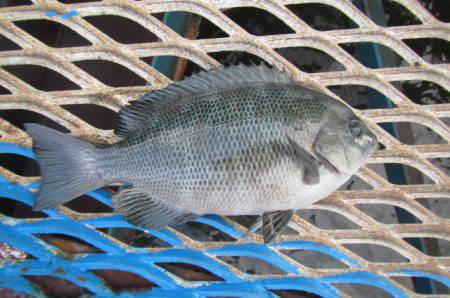 オリジナルメーカー海づり公園(市原市海づり施設) 釣果