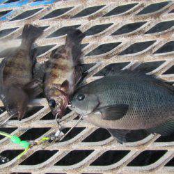オリジナルメーカー海づり公園(市原市海づり施設) 釣果