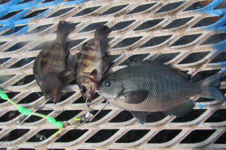 オリジナルメーカー海づり公園(市原市海づり…