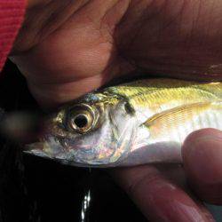 オリジナルメーカー海づり公園(市原市海づり施設) 釣果