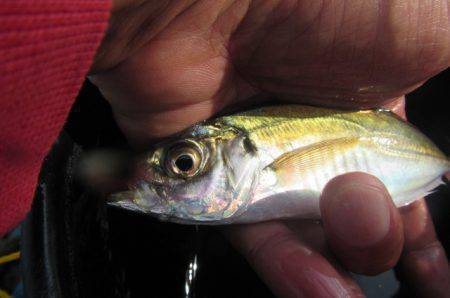 オリジナルメーカー海づり公園(市原市海づり施設) 釣果