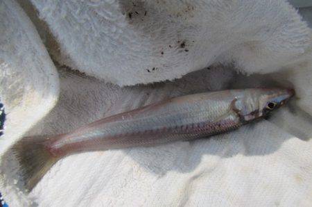 オリジナルメーカー海づり公園(市原市海づり施設) 釣果