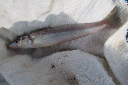 オリジナルメーカー海づり公園(市原市海づり施設) 釣果