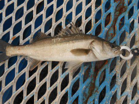 オリジナルメーカー海づり公園(市原市海づり…
