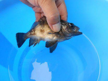 オリジナルメーカー海づり公園(市原市海づり施設) 釣果