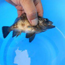 オリジナルメーカー海づり公園(市原市海づり施設) 釣果