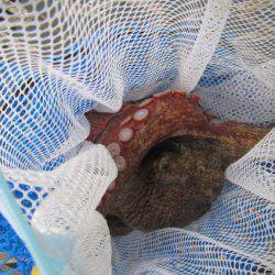 オリジナルメーカー海づり公園(市原市海づり施設) 釣果