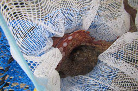 オリジナルメーカー海づり公園(市原市海づり施設) 釣果