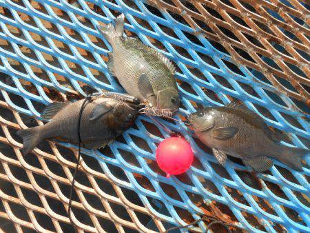 オリジナルメーカー海づり公園(市原市海づり施設) 釣果