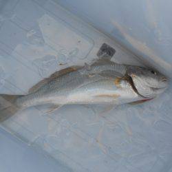 オリジナルメーカー海づり公園(市原市海づり施設) 釣果