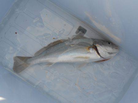 オリジナルメーカー海づり公園(市原市海づり施設) 釣果