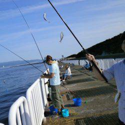 大阪南港海つり公園 釣果