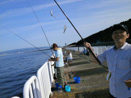 大阪南港海つり公園 釣果