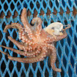 オリジナルメーカー海づり公園(市原市海づり施設) 釣果