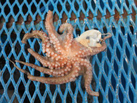 オリジナルメーカー海づり公園(市原市海づり施設) 釣果