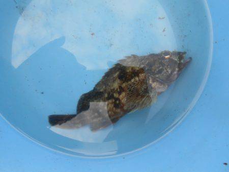 オリジナルメーカー海づり公園(市原市海づり施設) 釣果