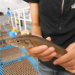 オリジナルメーカー海づり公園(市原市海づり施設) 釣果