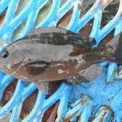 オリジナルメーカー海づり公園(市原市海づり施設) 釣果